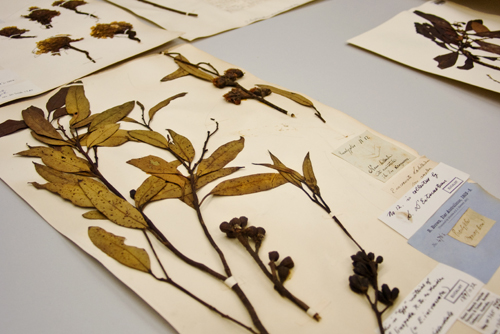 Herbarium sheet