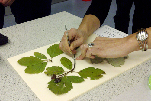 Herbarium curation